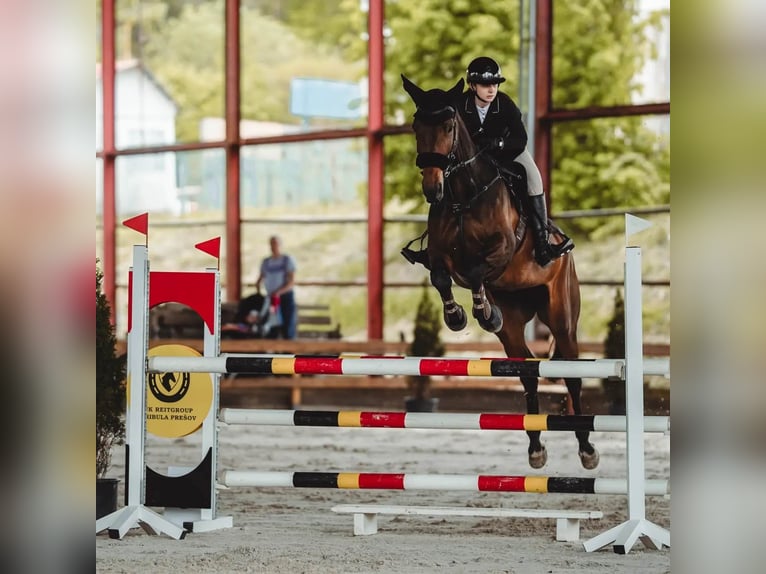 Sang-chaud slovaque Jument 15 Ans 175 cm Bai brun in Ko&#x161;ice