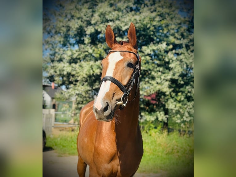 Sang-chaud slovaque Jument 4 Ans 164 cm Alezan brûlé in Mladá Boleslav