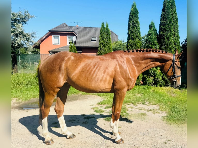 Sang-chaud slovaque Jument 4 Ans 164 cm Alezan brûlé in Mladá Boleslav