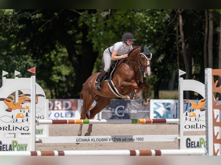 Sang-chaud slovaque Jument 4 Ans 164 cm Alezan brûlé in Mladá Boleslav