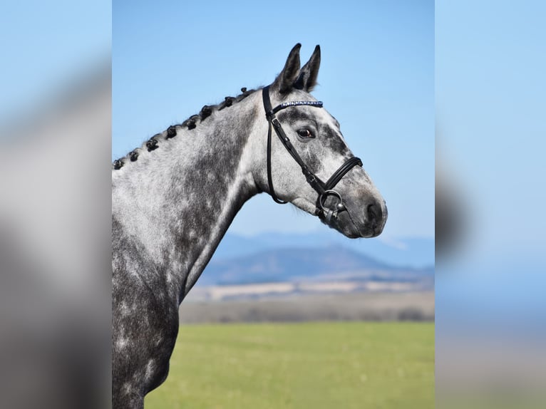 Sang-chaud slovaque Jument 4 Ans 168 cm Isabelle in Brno