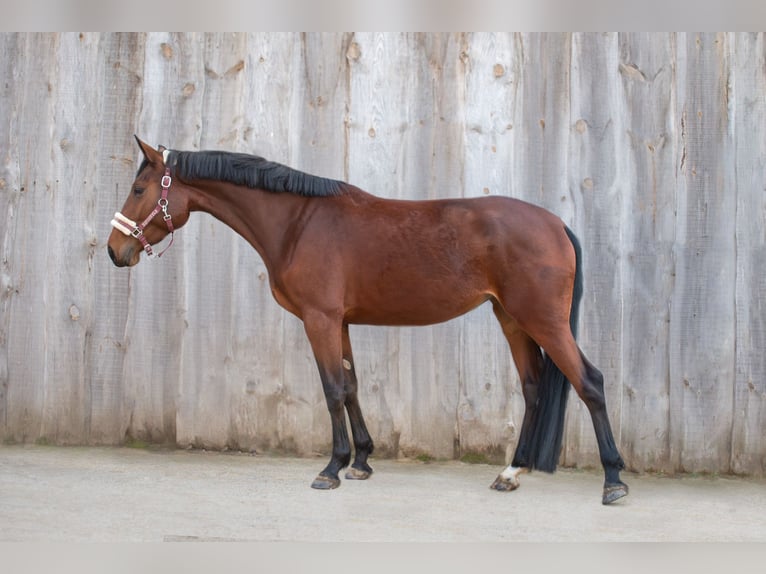 Sang-chaud slovaque Jument 4 Ans Bai cerise in Applegate