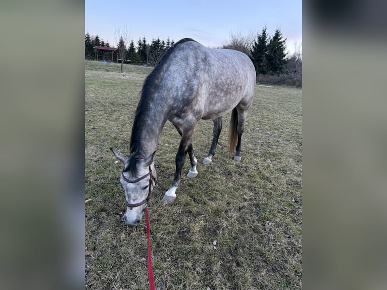 Sang-chaud slovaque Jument 5 Ans 166 cm Gris in Bratislava