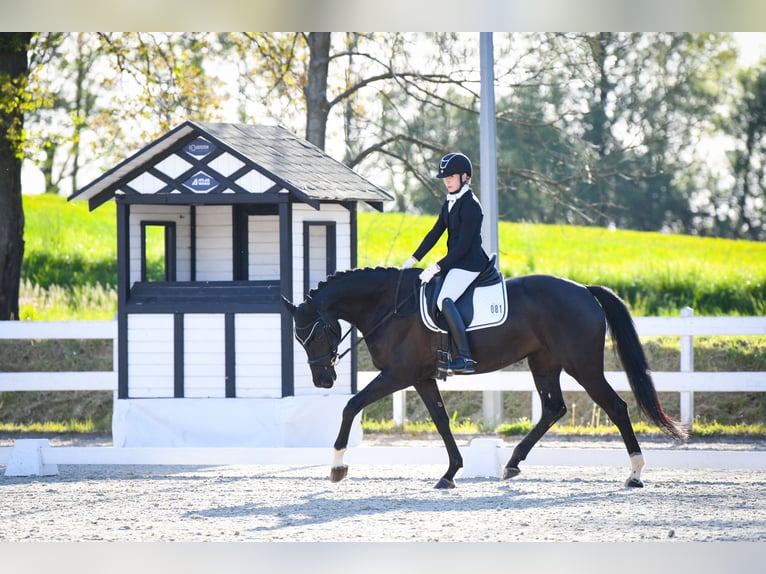 Sang-chaud slovaque Jument 6 Ans 170 cm Noir in Deštné v Orlických horách