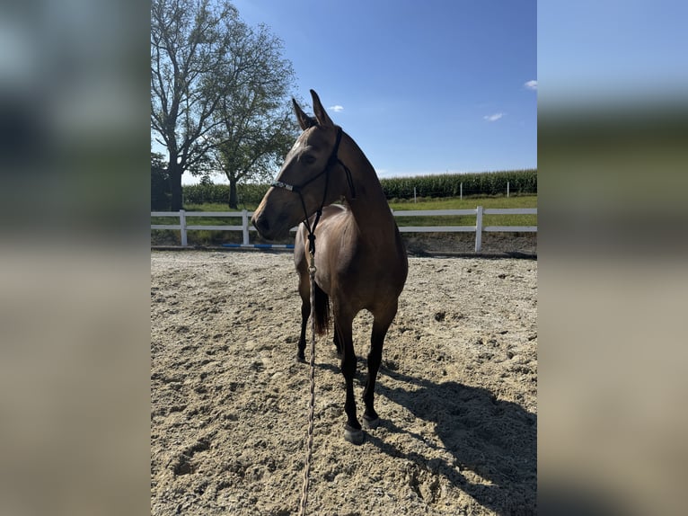Sang-chaud slovaque Jument 7 Ans 160 cm Buckskin in Alkoven