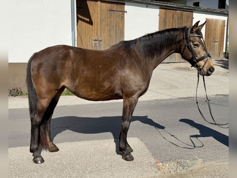 Sang-chaud slovaque Jument 8 Ans 158 cm  in Pelmberg