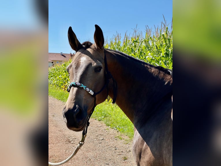 Sang-chaud slovaque Jument 8 Ans 160 cm Buckskin in Alkoven
