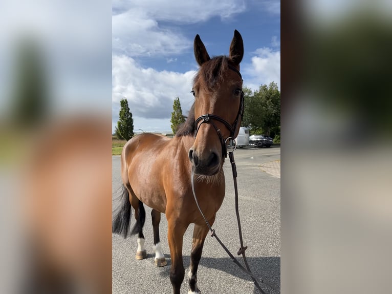 Sang-chaud slovaque Jument 8 Ans 165 cm Bai in Bocholt