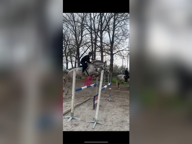 Sang-chaud slovaque Jument 8 Ans 167 cm Gris in Ústecký kraj