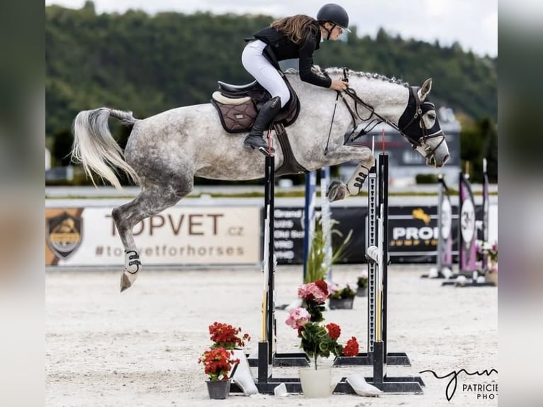 Sang-chaud slovaque Jument 8 Ans 167 cm Gris in Ústecký kraj
