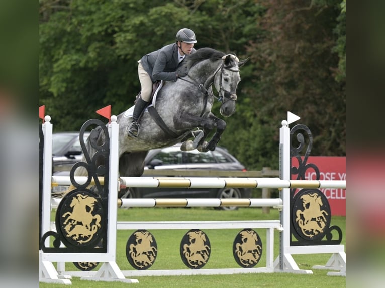 Sang-chaud slovaque Jument 8 Ans 173 cm Gris in Lower Sparr Farm Wisborough Green, Billingshurst