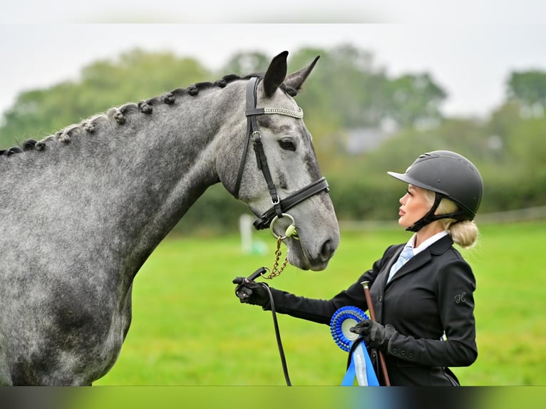 Sang-chaud slovaque Jument 8 Ans Gris in Lower Sparr Farm Wisborough Green, Billingshurst