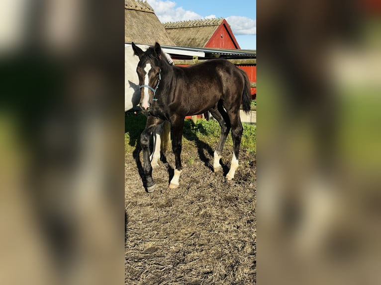 Sang-chaud suédois Étalon 1 Année 167 cm Blanc in Kävlinge, Skåne