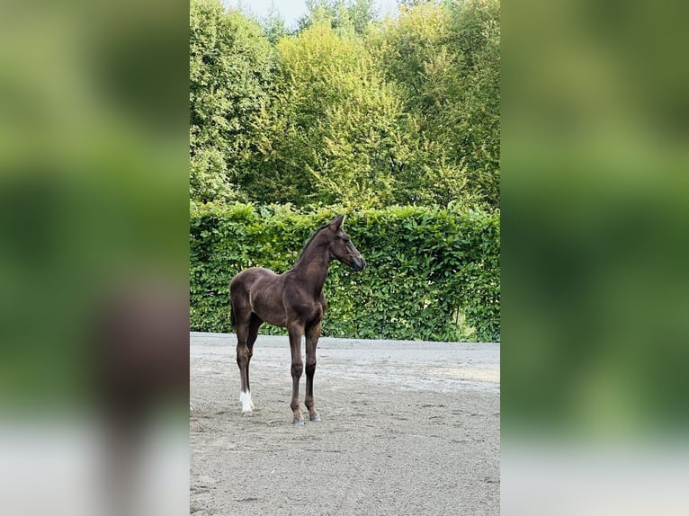 Sang-chaud suédois Étalon 1 Année 168 cm Bai brun in Strängnäs