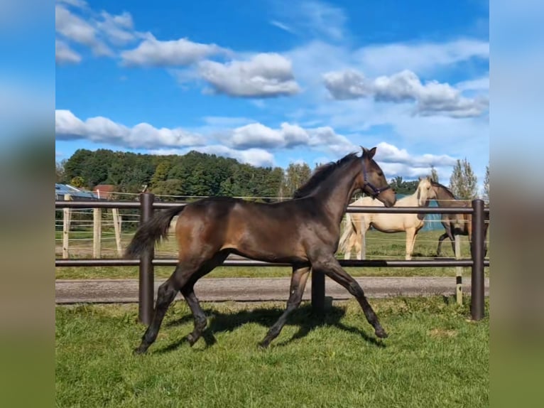 Sang-chaud suédois Étalon 1 Année 168 cm Bai in Istorp