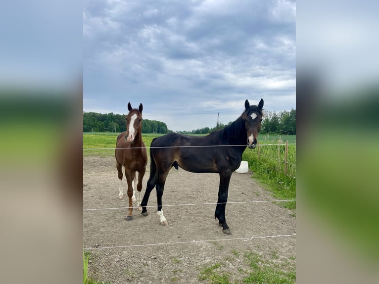 Sang-chaud suédois Étalon 1 Année 170 cm Bai brun in Örebro