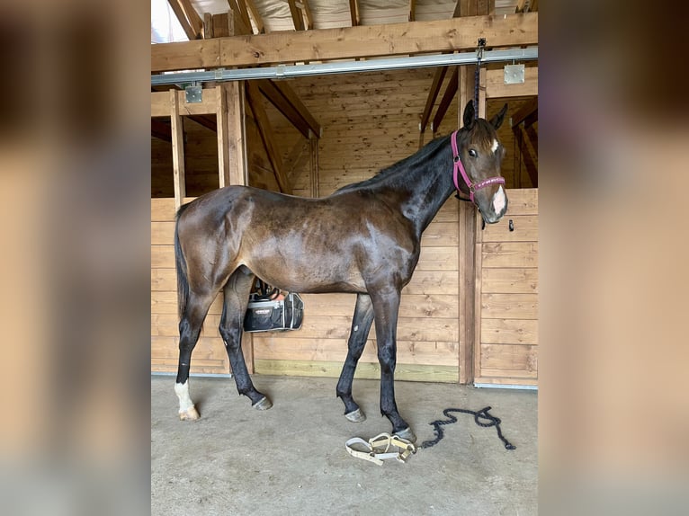 Sang-chaud suédois Étalon 1 Année 170 cm Bai brun in Örebro