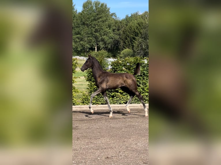 Sang-chaud suédois Étalon 1 Année 170 cm Bai brun in Strängnäs