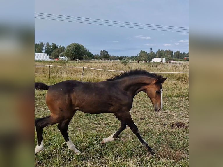 Sang-chaud suédois Étalon 1 Année 170 cm Bai brun in Västerås