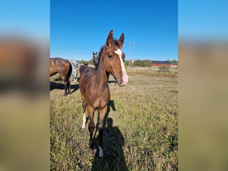 Sang-chaud suédois Étalon 1 Année 170 cm Bai brun in Västerås