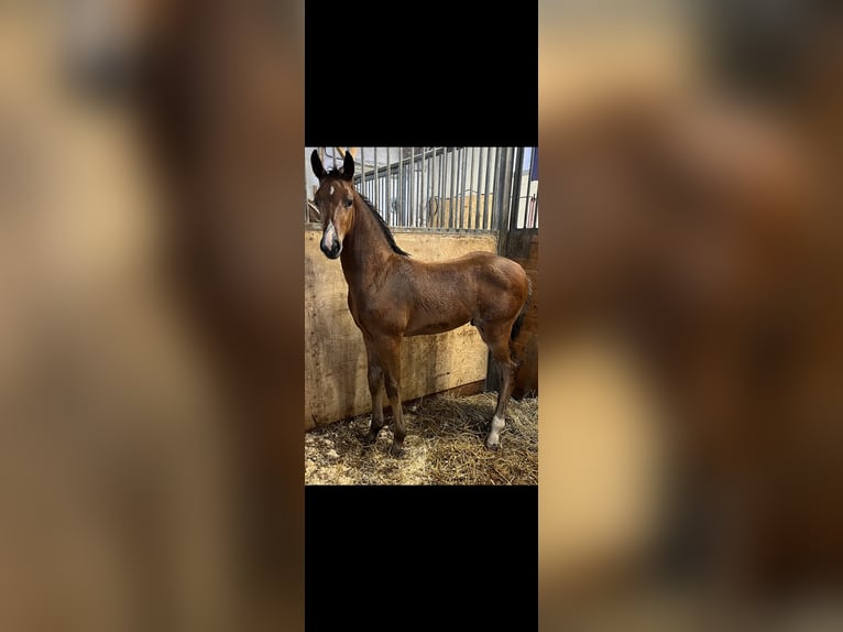 Sang-chaud suédois Étalon 1 Année Bai cerise in Västerås