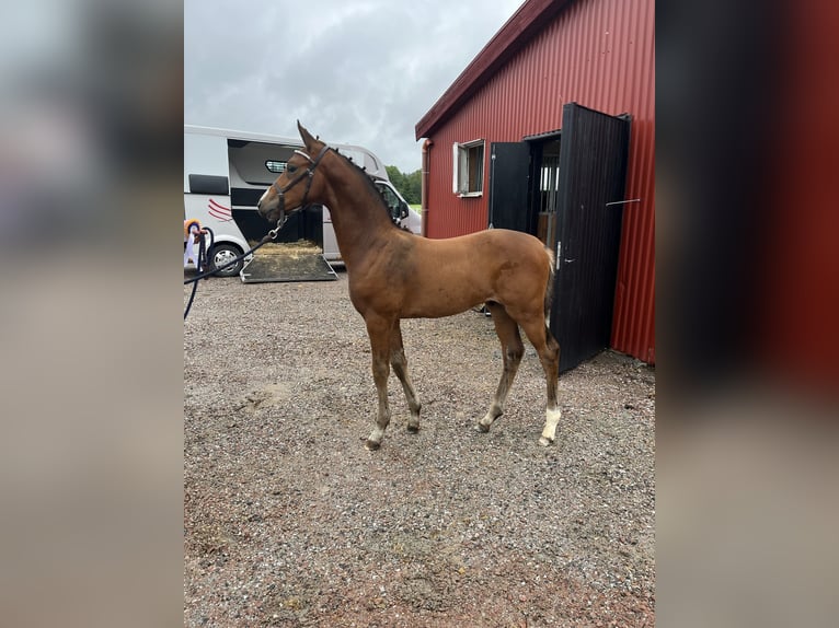 Sang-chaud suédois Étalon 1 Année Bai cerise in Västerås