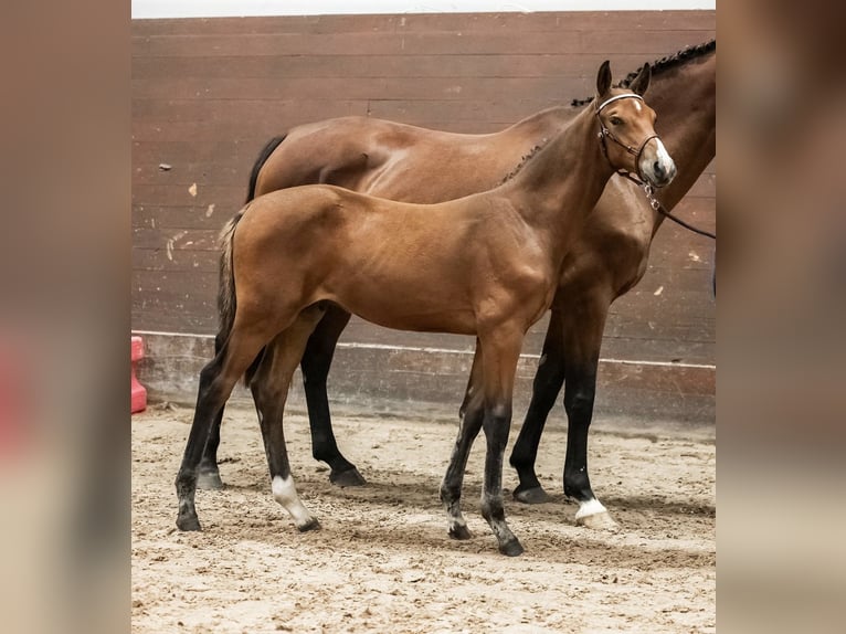 Sang-chaud suédois Étalon 1 Année Bai cerise in Västerås