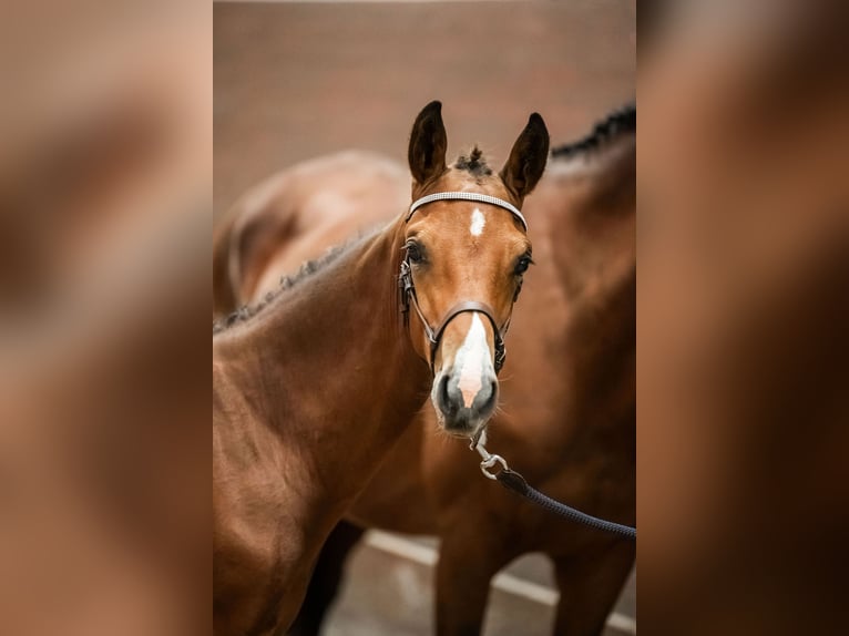 Sang-chaud suédois Étalon 1 Année Bai cerise in Västerås