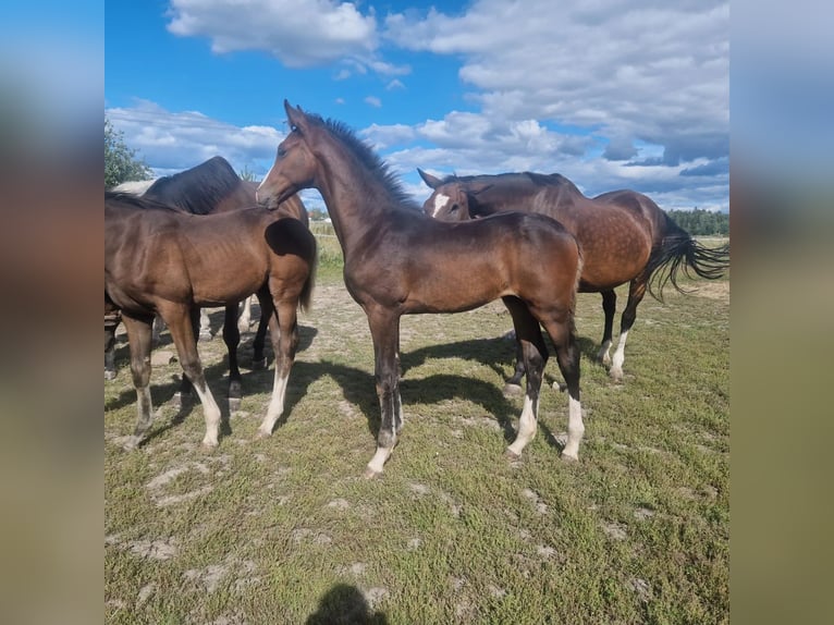 Sang-chaud suédois Étalon Poulain (05/2024) 170 cm Bai brun in Västerås