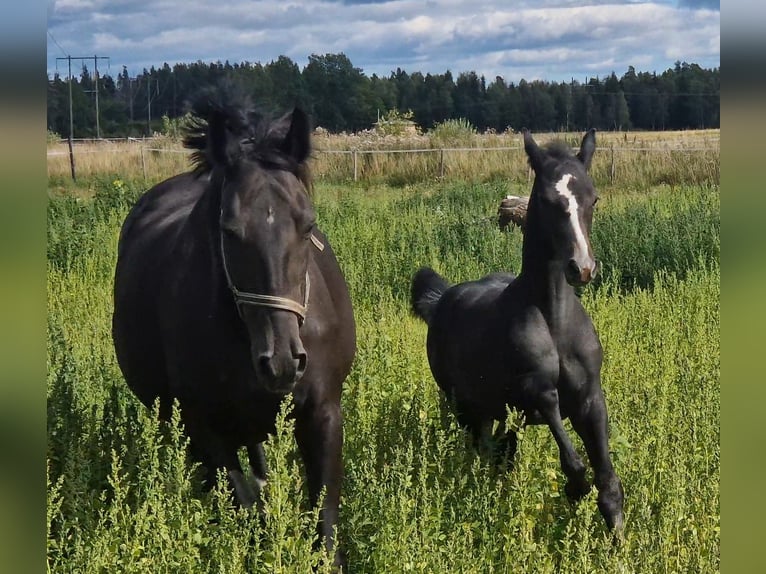 Sang-chaud suédois Étalon Poulain (01/2024) 170 cm Gris pommelé in Västerås