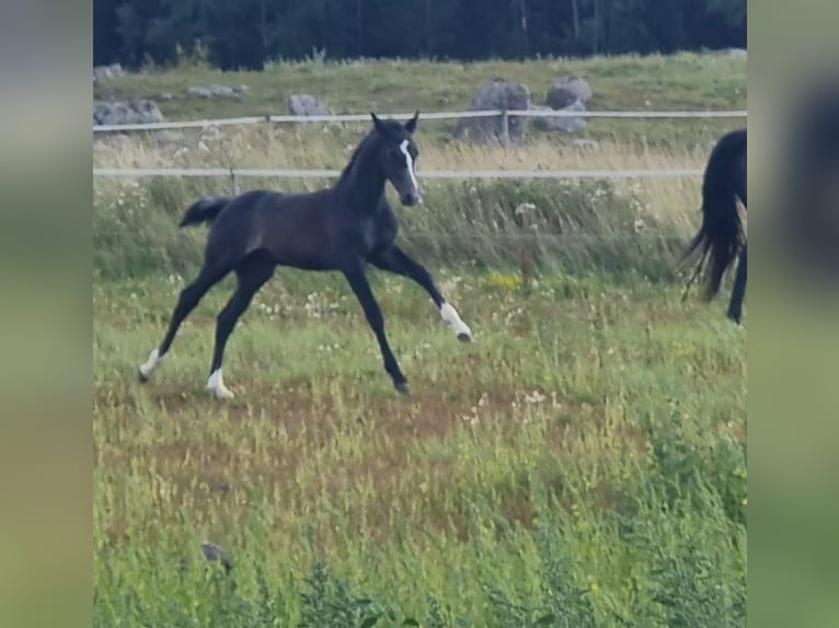 Sang-chaud suédois Étalon Poulain (01/2024) 170 cm Gris pommelé in Västerås