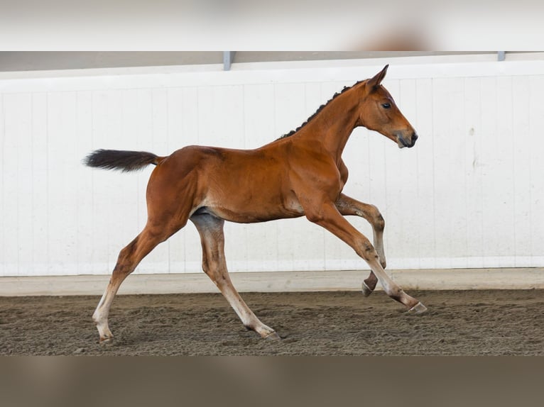 Sang-chaud suédois Étalon Poulain (05/2026) Bai in Flyinge