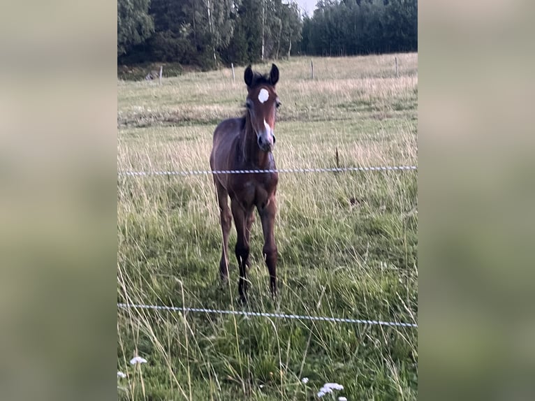 Sang-chaud suédois Étalon Poulain (05/2024) Gris pommelé in Västerås