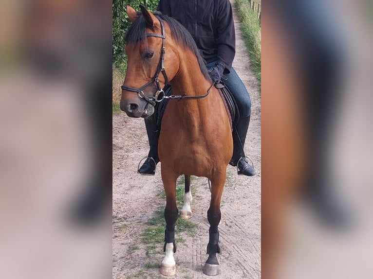 Sang-chaud suédois Croisé Hongre 10 Ans 160 cm Bai in LüneburgLüneburg