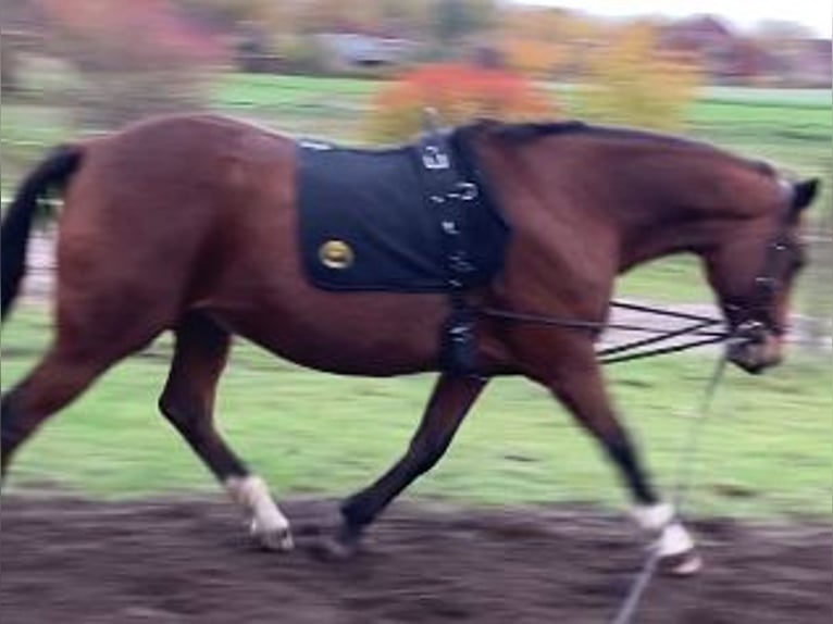 Sang-chaud suédois Croisé Hongre 10 Ans 160 cm Bai in LüneburgLüneburg