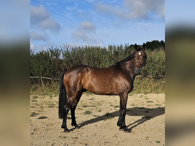 Sang-chaud suédois Croisé Hongre 10 Ans 162 cm Bai brun in Leipzig