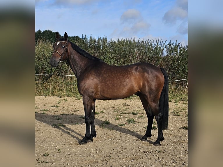 Sang-chaud suédois Croisé Hongre 10 Ans 162 cm Bai brun in Leipzig