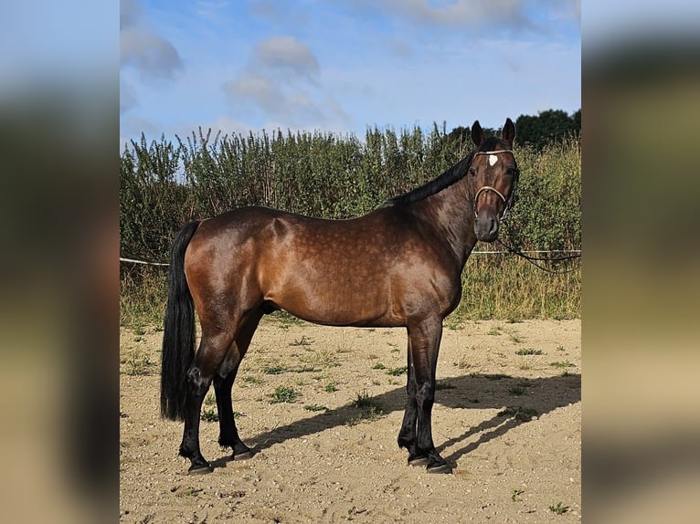 Sang-chaud suédois Croisé Hongre 10 Ans 162 cm Bai brun in Leipzig