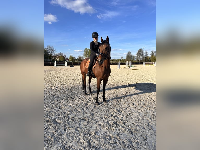 Sang-chaud suédois Croisé Hongre 10 Ans 163 cm Bai clair in Leipzig