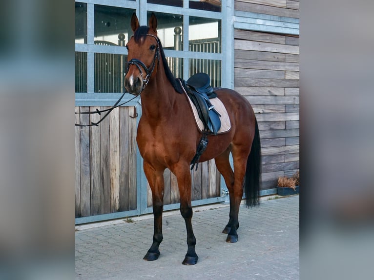 Sang-chaud suédois Croisé Hongre 10 Ans 163 cm Bai clair in Leipzig