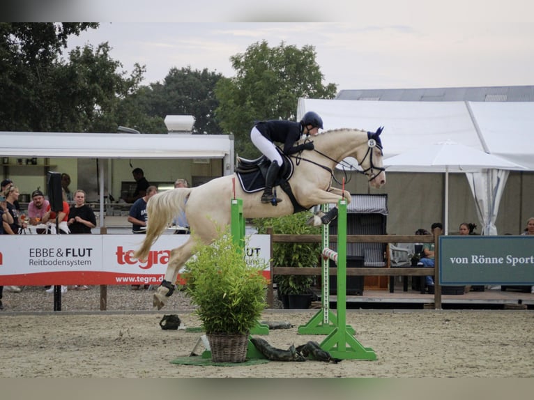 Sang-chaud suédois Hongre 11 Ans 172 cm Cremello in Malente