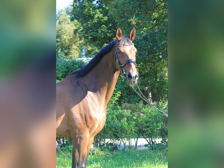 Sang-chaud suédois Hongre 11 Ans 173 cm Bai in Großbeeren