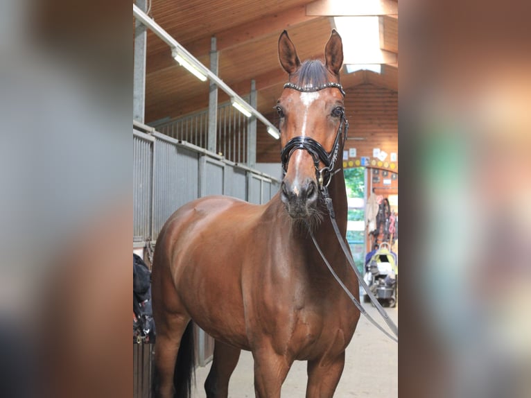 Sang-chaud suédois Hongre 11 Ans 173 cm Bai in Großbeeren