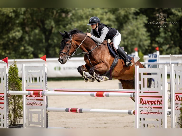 Sang-chaud suédois Hongre 13 Ans 167 cm Bai brun in Ostrava, poruba