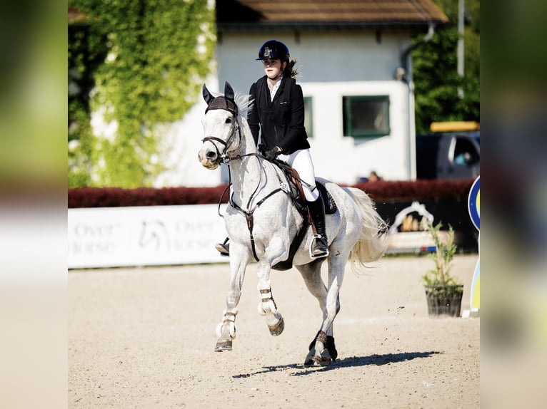Sang-chaud suédois Hongre 14 Ans 170 cm Gris in Warszawa