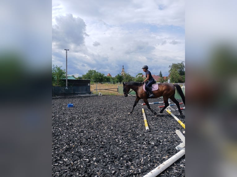 Sang-chaud suédois Hongre 15 Ans 159 cm Bai brun in Bergrheinfeld