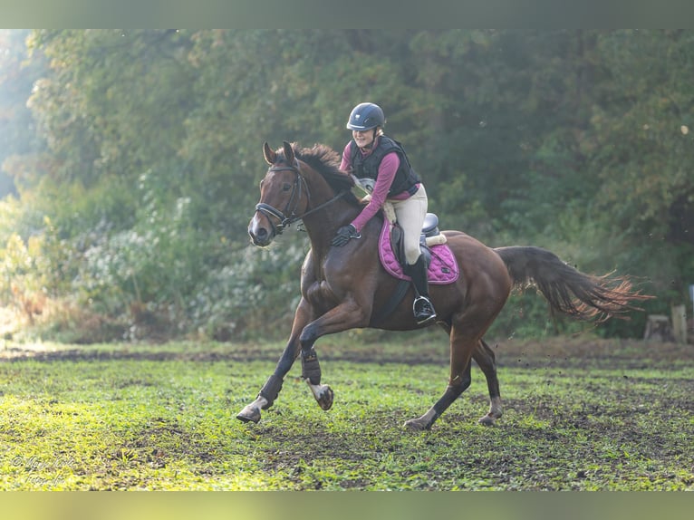 Sang-chaud suédois Hongre 15 Ans 160 cm Bai in Voorschoten
