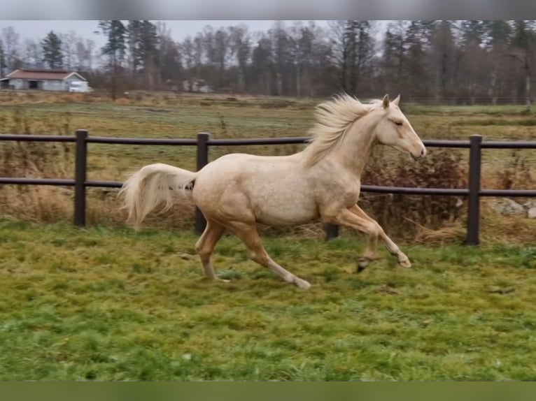 Sang-chaud suédois Hongre 1 Année 166 cm Palomino in Istorp