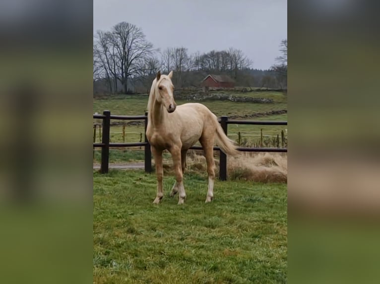 Sang-chaud suédois Hongre 1 Année 166 cm Palomino in Istorp