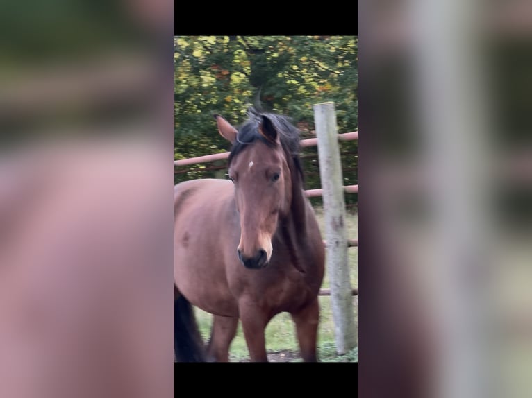 Sang-chaud suédois Hongre 3 Ans 170 cm Bai cerise in Torna Hällestad
